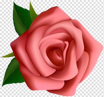 Pink rose , Rose Pink , Red Rose transparent background PNG clipart
