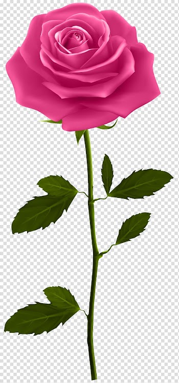 Pink rose , Rose Plant stem , Pink Rose with Stem transparent background PNG clipart