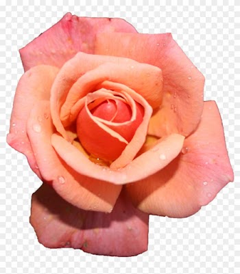 Pink Rose Stock Cutout By Hrscgirl - Rose