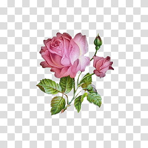 , pink rose transparent background PNG clipart