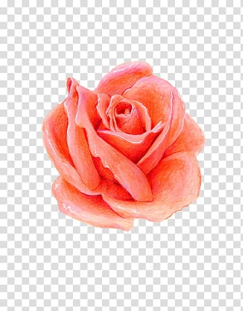 , pink rose transparent background PNG clipart