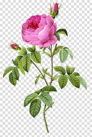 , pink rose transparent background PNG clipart