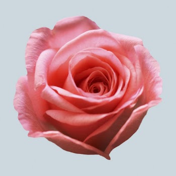 Pink rose, valentine's flower clipart | Free Photo - rawpixel