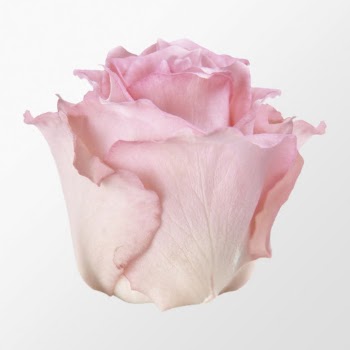 Pink rose, valentine's flower clipart | Free Photo - rawpixel