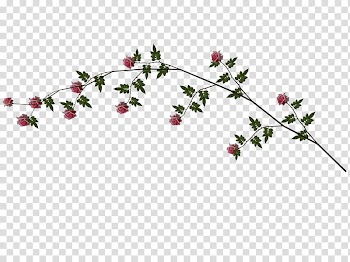 Pink Rose Vine, green and red rose plant transparent background PNG clipart