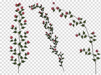 Pink Rose Vines, red-petaled flowers transparent background PNG clipart
