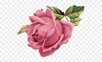 Pink Rose - Vintage Pink Rose Png