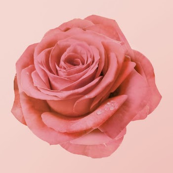 Pink rose, wet flower collage | Free PSD - rawpixel