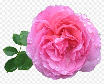 Pink Rose With Dew By Aidana2010 - Pink Rose Png