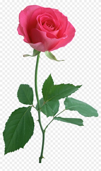Pink Rose With Stem
