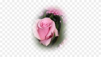 Pink-rosebud - Garden Roses