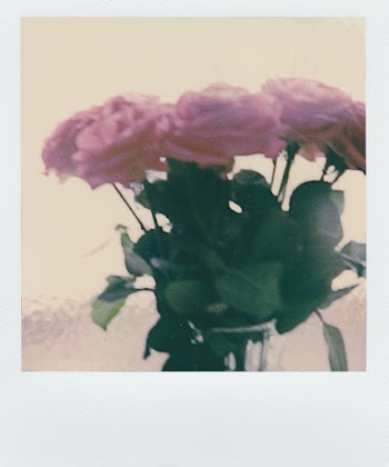 Pink Roses