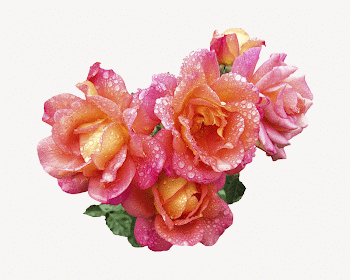 Pink roses collage element, spring | Free PSD - rawpixel