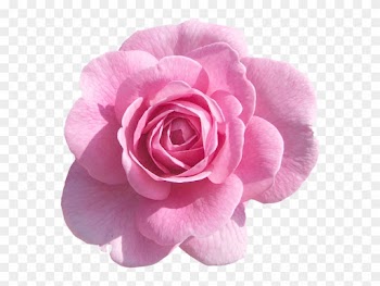 Pink Roses - Delta Zeta Killarney Rose