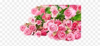 Pink Roses Flowers Bouquet Png Photos - Beautiful Pink Rose Flower