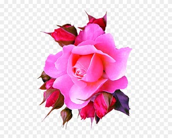 Pink Roses - Garden Roses