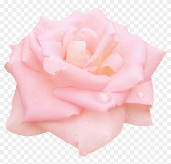 Pink Roses Garden Roses Centifolia Roses Floribunda - Garden Roses