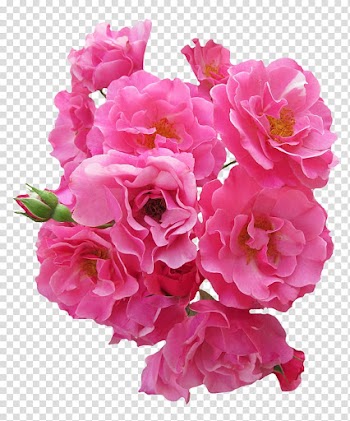 Pink roses illustration, Flower Rose Pink, Bunch Pink Rose Flower transparent background PNG clipart