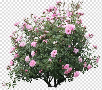 Pink roses illustration, Shrub Flower Plant Rose, bushes transparent background PNG clipart