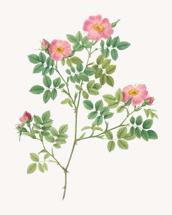 Pink roses in bloom | Free stock vector - 574177
