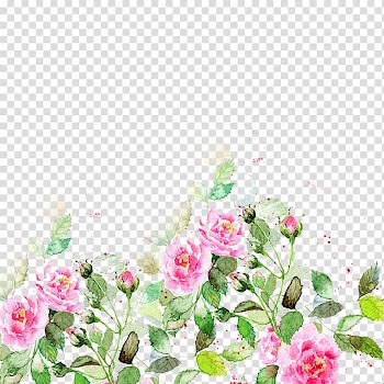 Pink roses isolated on blue background, Beautiful flowers hand material transparent background PNG clipart