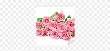 Pink Roses On A White Background Wall Mural • Pixers® - Rose