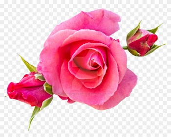 Pink Roses Png By Bunny With Camera - Rose