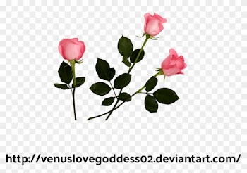 Pink Roses Png By Tigress02 Pink Roses Png By Tigress02 - Ivy Orchard Rose Milk Hand Cream Lotion