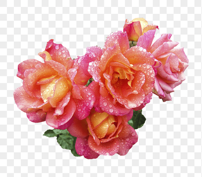 Pink roses png sticker, transparent | Free PNG - rawpixel