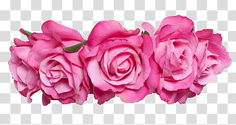 , pink roses transparent background PNG clipart