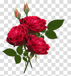 PINK s, three red roses and two red rose buds transparent background PNG clipart