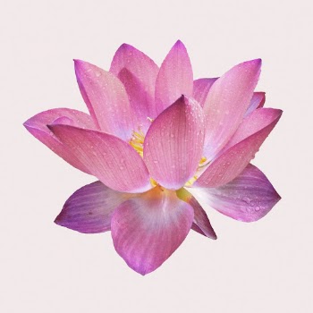Pink sacred lotus, blooming flower | Free Photo - rawpixel