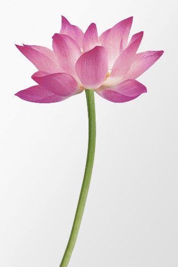 Pink sacred lotus, flower clipart | Free Photo - rawpixel
