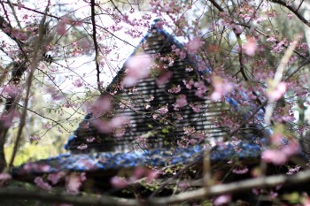 Pink Sakura Flowers Beside House