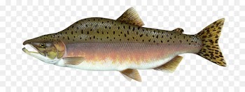 Pink salmon Chinook salmon Coho salmon Fish - Pink Salmon 