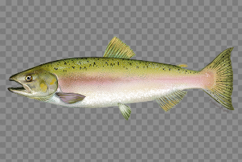 Pink Salmon | NOAA Fisheries