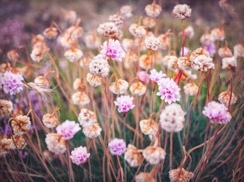 Pink Sea Thrift Flowers