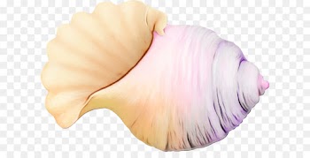 pink shankha conch