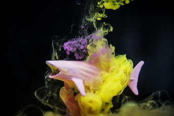 Pink Shark Toy