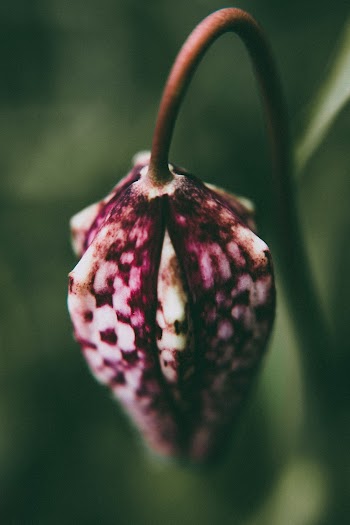 Pink Slower Bud