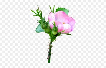 Pink Soft Rose Clipart - Wild Rose Transparent Background