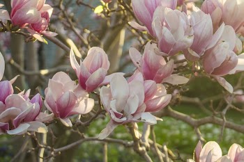 Pink Spring Blossoms