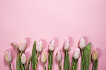 Pink Spring Flowers