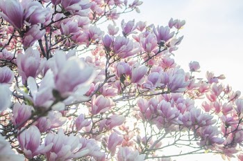 Pink Spring Tree Blossoms