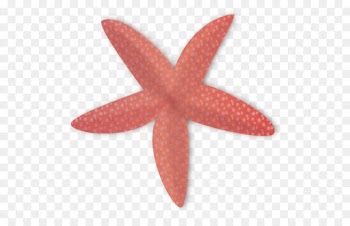 pink starfish marine invertebrates