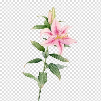 Pink stargazer lily flower , Flower Watercolor painting Lilium, Creative lily flowers transparent background PNG clipart