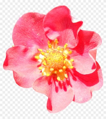 Pink Strawberry Blossom Png By Bunny With Camera - Clip Art