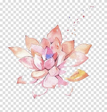 Pink succulent plant illustration, Watercolor painting Flower , Watercolor meat transparent background PNG clipart