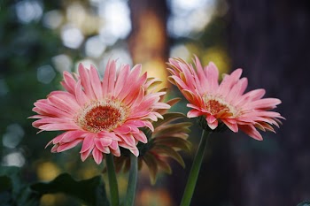 Pink Sunflower