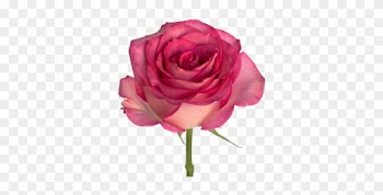 Pink Sweet Unique - Rose